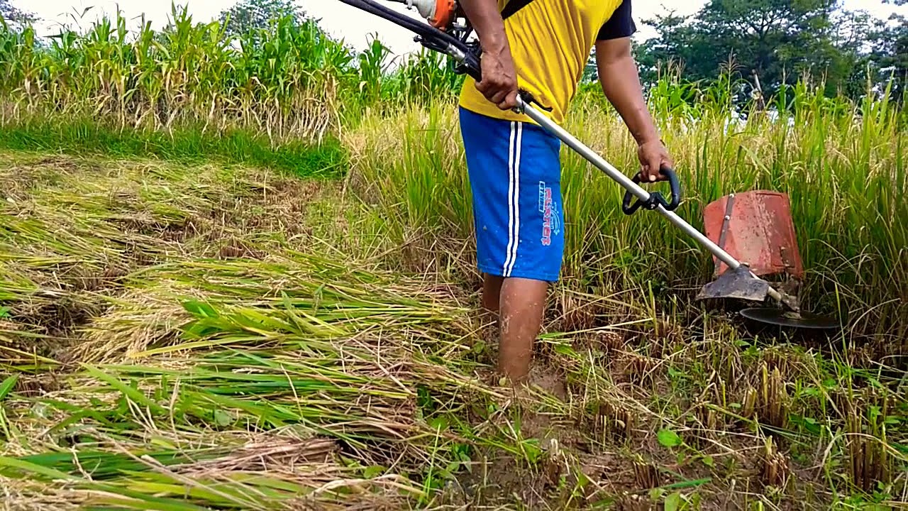 cara kerja mesin potong padi