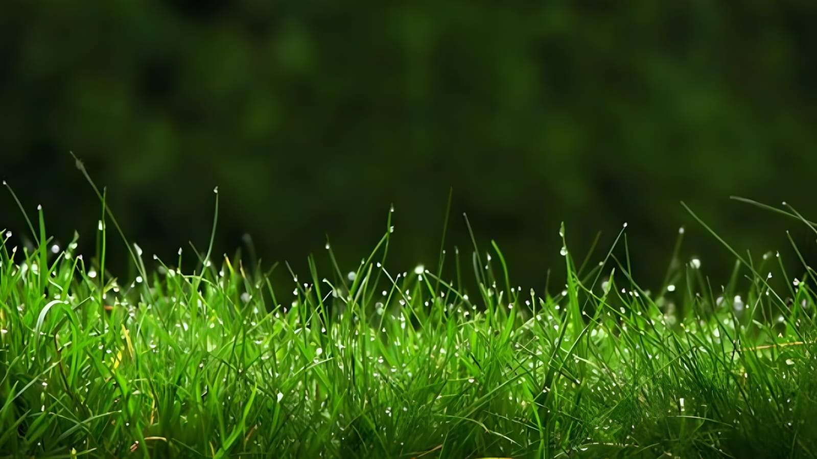 Perajang Rumput Terbaik