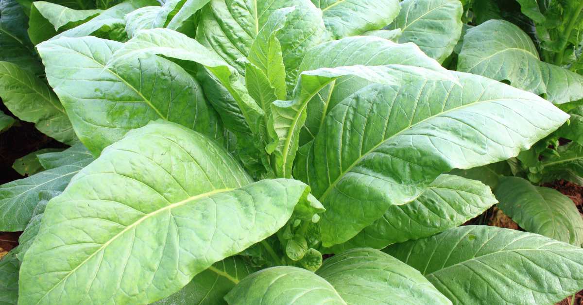 Cara Cepat Mengeringkan Daun Tembakau