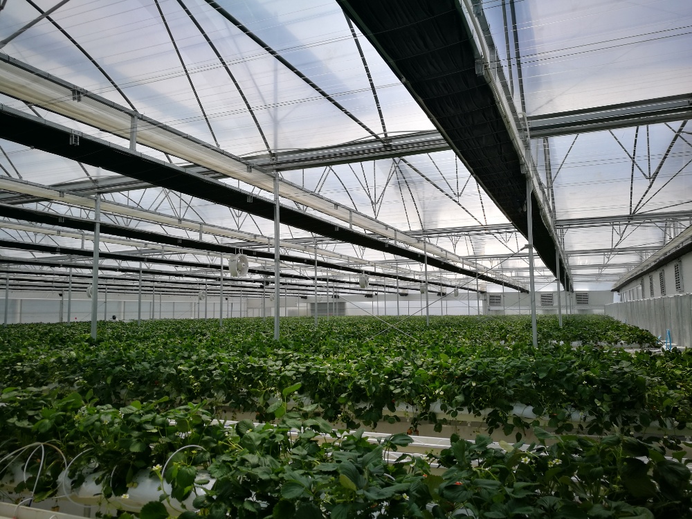 tanaman cocok untuk greenhouse