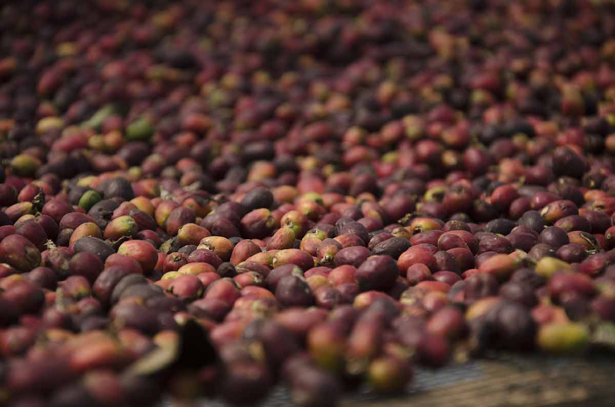 Tips Pengeringan Kopi Cepat