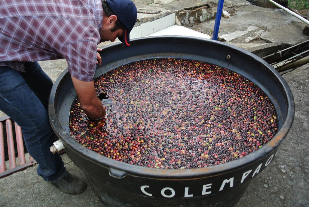 Cara Fermentasi Buah Kopi Alami