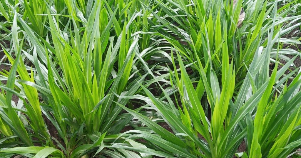 tips budidaya rumput ternak