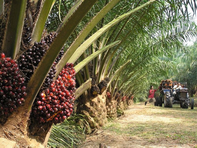 budidaya kelapa sawit