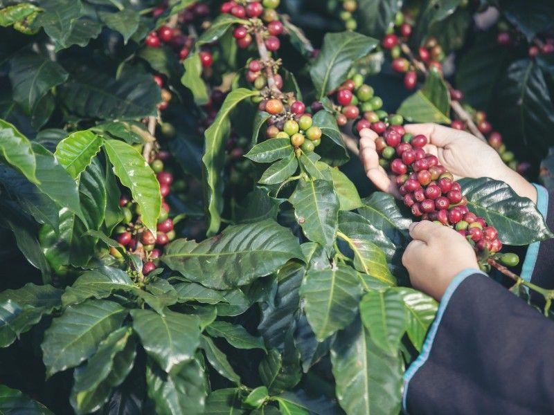 Jarak Tanam Kopi Ideal