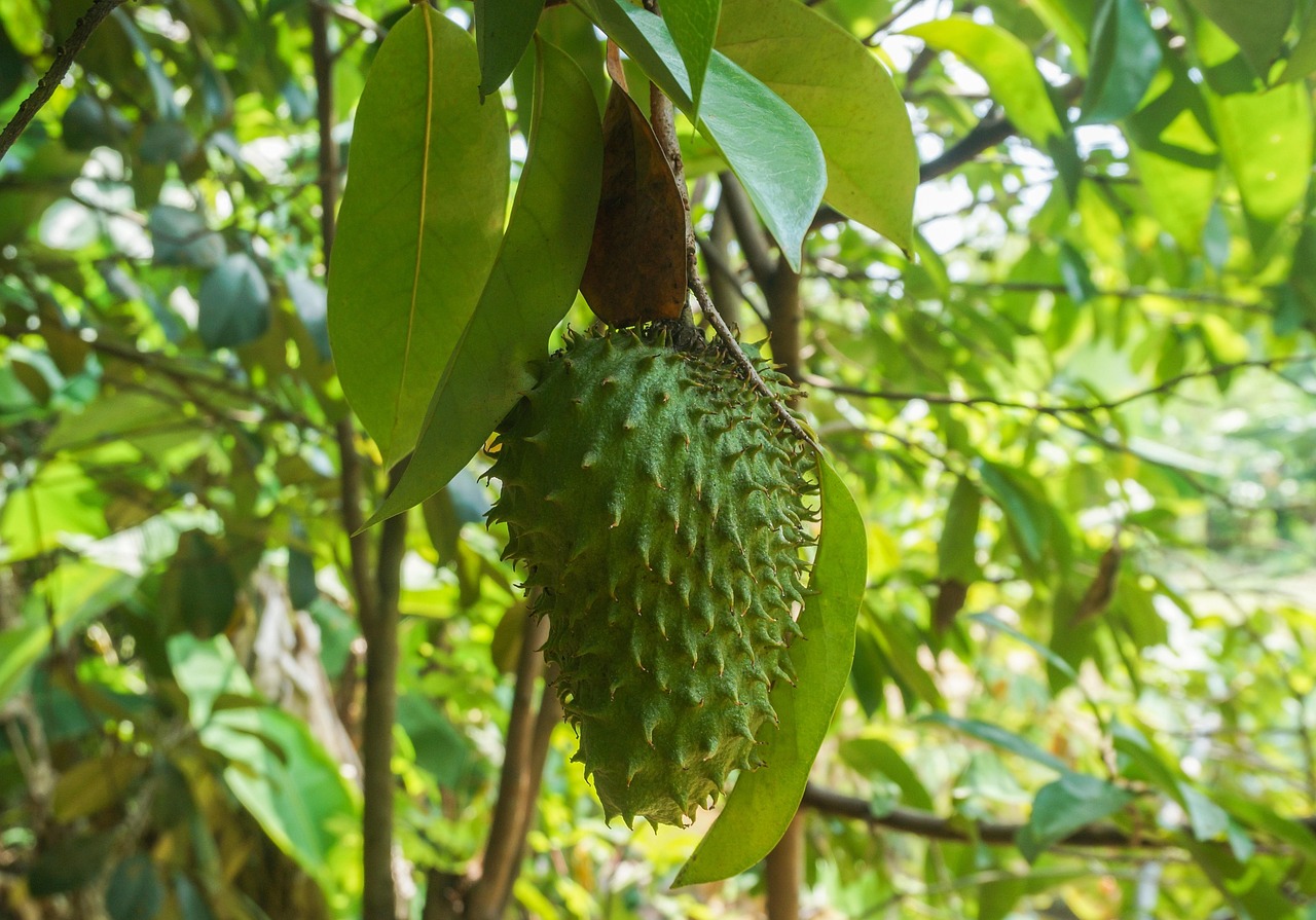 manfaat daun sirsak untuk kesehatan