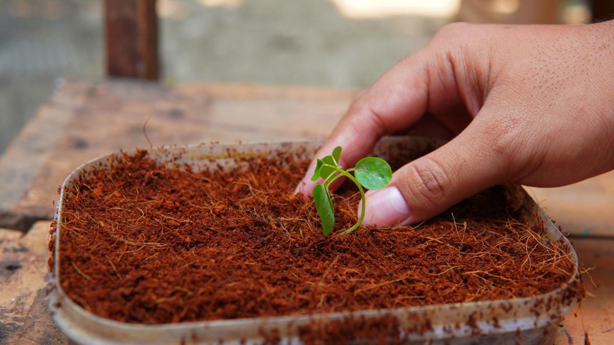 Media Tanam Kelapa Cocopeat