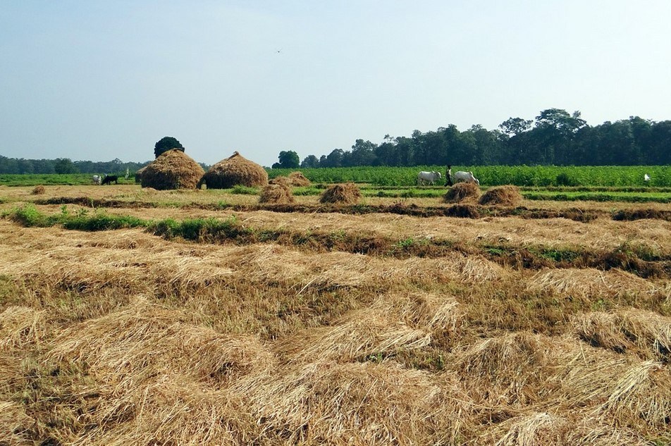 Peluang Bisnis Beras Pecah Kulit