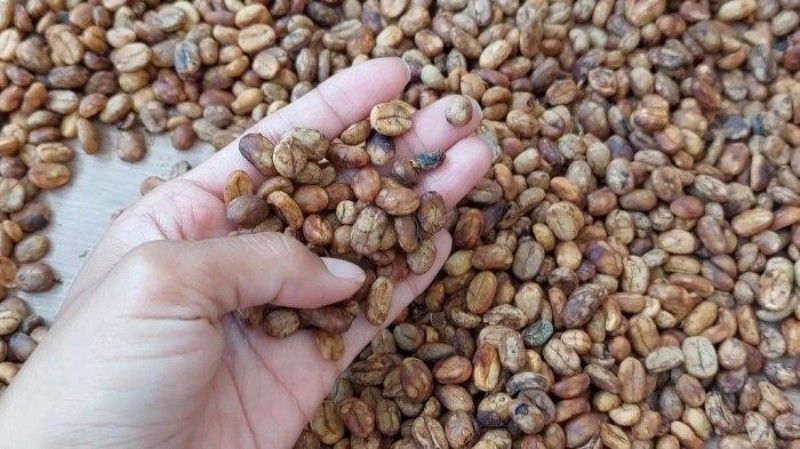hasil kebersihan biji kopi dari mesin pencuci