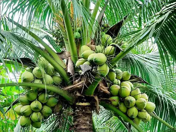 cara menanam pohon kelapa bagi pemula