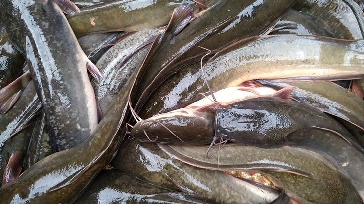 cara mengurangi risiko lele kembung