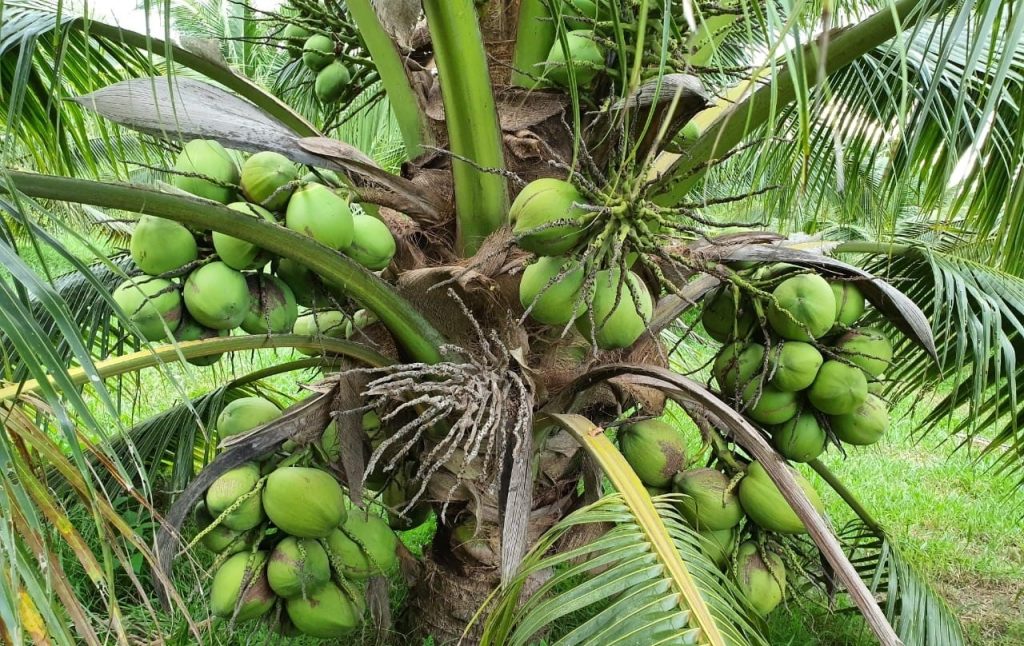 keunggulan pohon kelapa unggul