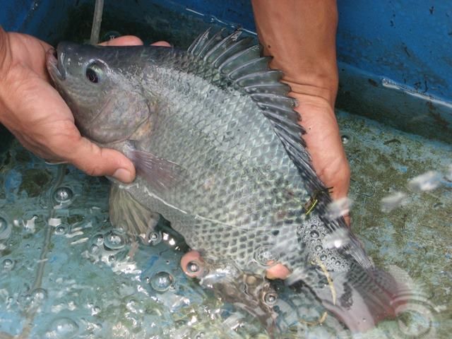 tantangan budidaya nila metode bioflok
