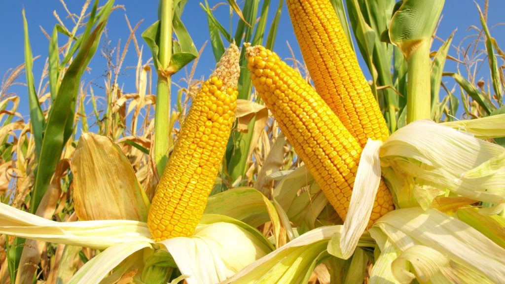 standar produksi jagung kering