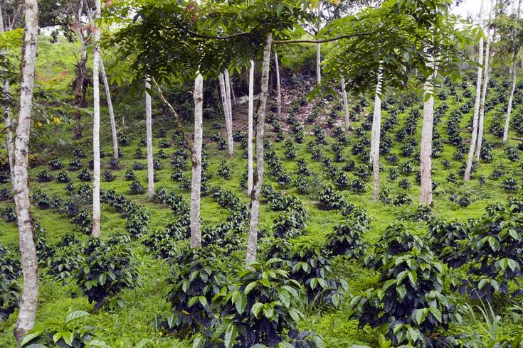 sistem agroforestry pada lahan kritis