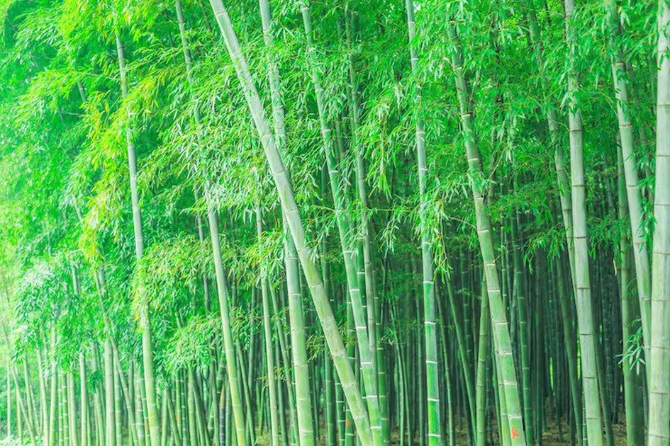 Tips Memotong Bambu Cepat Rapi untuk Hasil Kerajinan