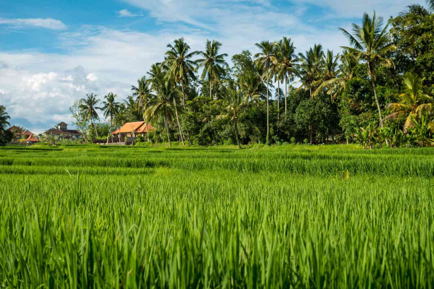 kondisi sawah yang cocok untuk mesin tanam padi