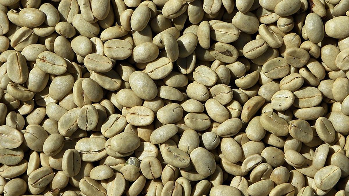 tips meningkatkan kualitas green bean kopi