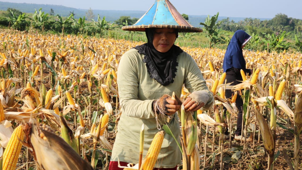 jagung setelah panen diapakan
