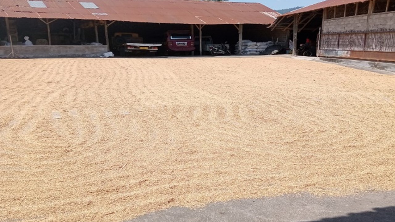tingkat kekeringan gabah ideal
