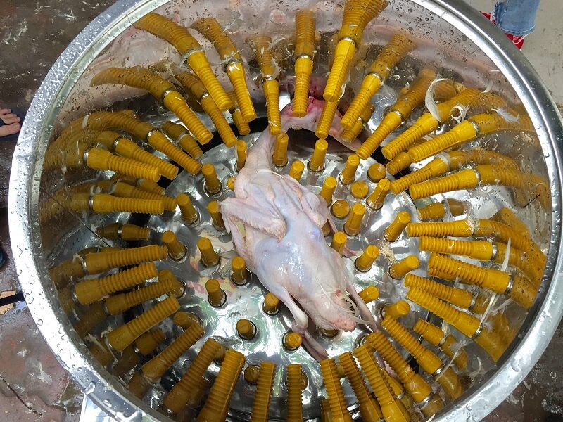 cara mencabut bulu ayam otomatis