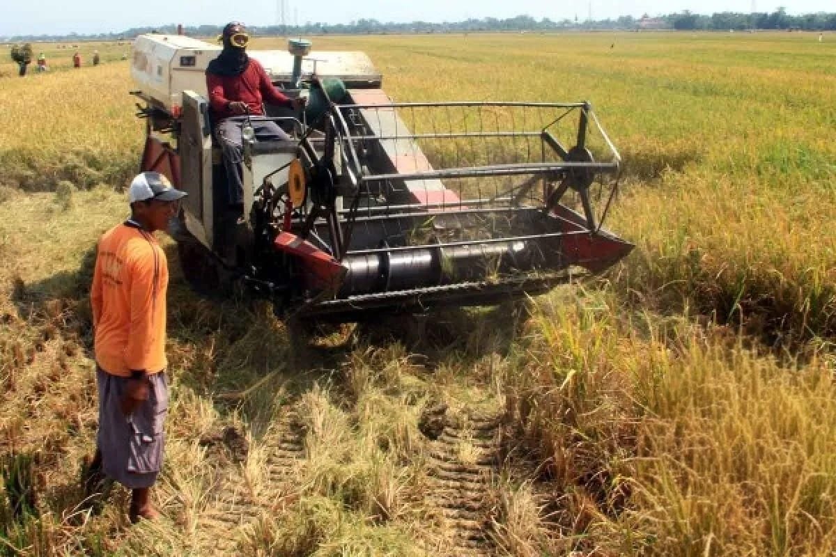 cara panen padi lebih cepat