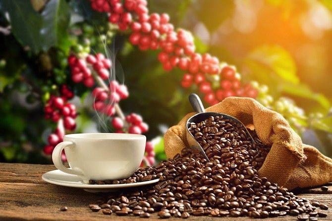 cara benar mengupas kopi