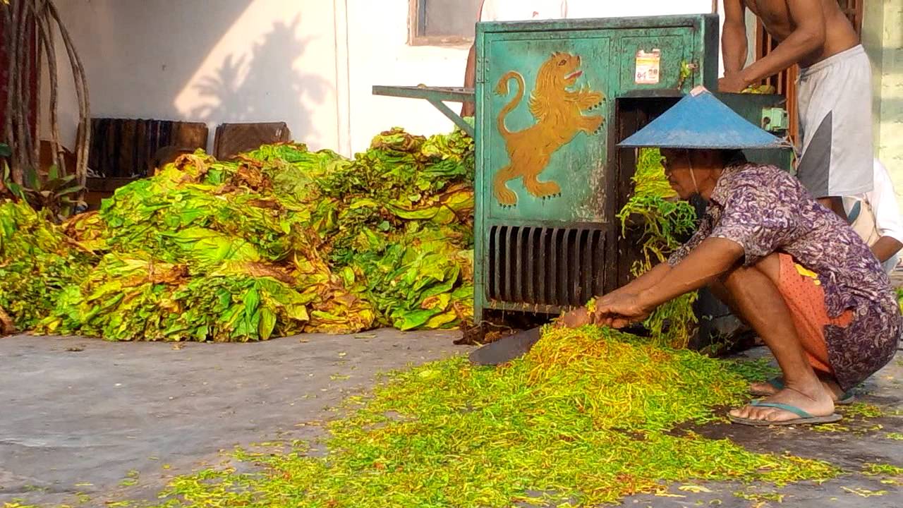 cara membersihkan mesin perajang daun tembakau
